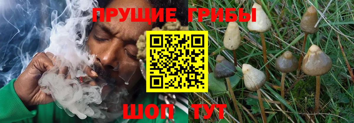 Псилоцибиновые грибы MAGIC MUSHROOMS  Вход с VPN  Кохма 